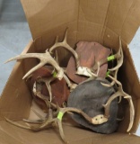 10 RACKS ON PLAQUES TAXIDERMY (10X$) TAXIDERMY