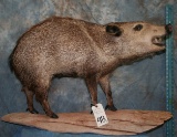 LIFESIZE JAVALINA TAXIDERMY