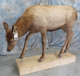 LIFESIZE FEMALE ELK TAXIDERMY