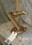LIFESIZE RATTLESNAKE TAXIDERMY