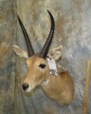 REEDBUCK SH MT TAXIDERMY