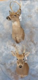 2 WHITETAIL SH MTS (2X$) TAXIDERMY