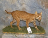 LIFESIZE BOBCAT TAXIDERMY