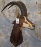 SABLE SH MT TAXIDERMY