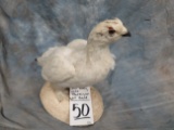 FULL BODY PTARMIGAN ON BASE
