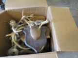 30LBS OF MISC ANTLERS ON PLAQUES  TAXIDERMY