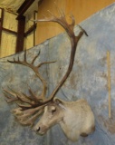 CARIBOU SH MT TAXIDERMY