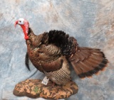 LIFESIZE TURKEY TAXIDERMY