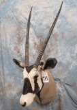 GEMSBOK SH MT TAXIDERMY