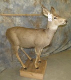 LIFESIZE MULE DEER DOE TAXIDERMY