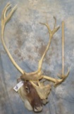 CARIBOU SH MT TAXIDERMY