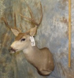 BLACKTAIL SH MT TAXIDERMY