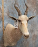 WHITE BLESBOK SH MT  TAXIDERMY