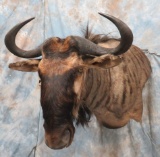 BLUE WILDEBEEST SH MT TAXIDERMY