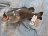 REAL SKIN SMALL MOUTH BASS TAXIDERMY