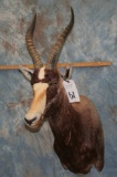 BLESBOK SH MT TAXIDERMY