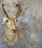 PRONGHORN SH MT TAXIDERMY