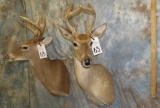 2 WHITETAIL SH MT (2X$) TAXIDERMY