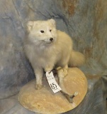 LIFESIZE ARCTIC FOX TAXIDERMY