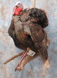 LIFESIZE TURKEY TAXIDERMY