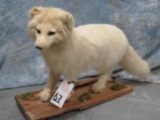 LIFESIZE ARCTIC FOX TAXIDERMY