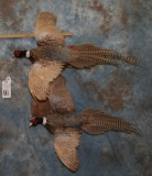 2 RINGNECK PHEASANTS (2X$) TAXIDERMY