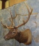 ELK SH MT TAXIDERMY