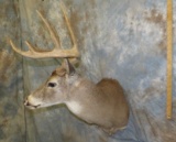 WHITETAIL SH MT TAXIDERMY