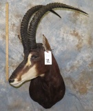 SABLE SH MT TAXIDERMY
