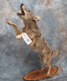 FULL BODY JUMPING COYOTE ON BASE
