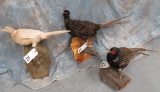 3 PHEASANTS (3x$)  TAXIDERMY