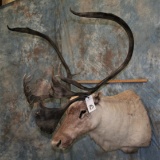 CARIBOU SH MT TAXIDERMY
