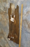 SQUIRREL ON LOG