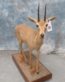 VAL REEDBOK TAXIDERMY