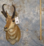 PRONGHORN SH MT TAXIDERMY