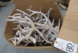 40 DEER RACKS (ONE$)  TAXIDERMY