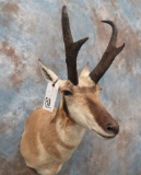 XL PRONGHORN SH MT  TAXIDERMY