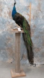 FULL BODY INDI PEACOCK