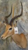 IMPALA SH MT  TAXIDERMY