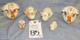 6 SMALL SKULLS (6x$)  TAXIDERMY