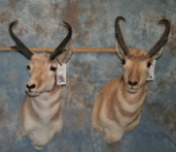 2 PRONGHORN ANTELOPES (2X$) TAXIDERMY