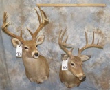 2 WHITETAIL SH MT (2X$) TAXIDERMY