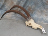SABLE SKULL