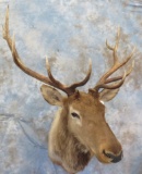 ELK SH MT TAXIDERMY