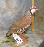 CHUCKER MT TAXIDERMY
