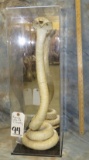 LIFESIZE COBRA MT IN DISPLAY TAXIDERMY