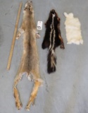 BOBCAT, SKUNK, & RABBIT HIDES (3X$)
