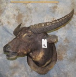 WATER BUFFALO SH MT TAXIDERMY