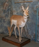 US FEMALE PRONGHORN ANTELOPE TAXIDERMY