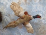 RINGNECK PHEASANT ON PLAQUE